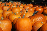/i/Corn Maze/Pumpkins2.jpg
